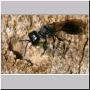 Pemphredon sp Grabwespe 05 9mm mit Blattlauseintrag.jpg